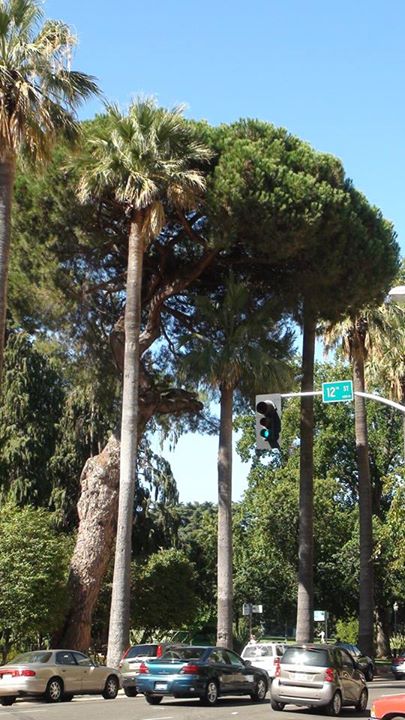 130602_palm_trees_traffic_light