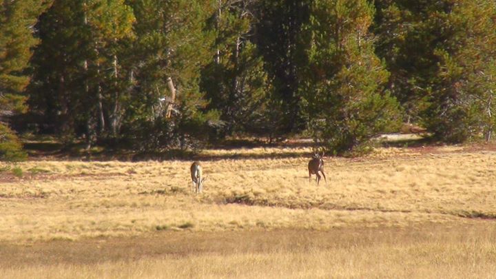 130902_yosemite_elk