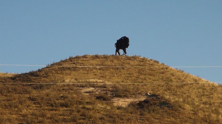 130918_buffalo-on-a_hill