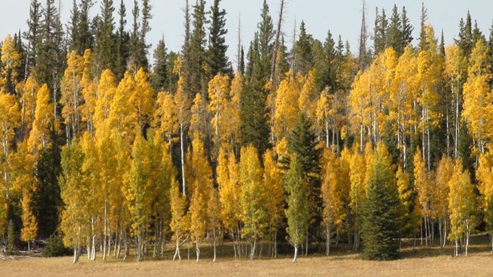 130207_yellow_fall_trees